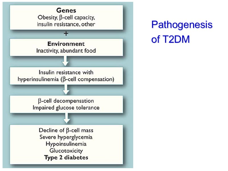 Pathogenesis of T2DM